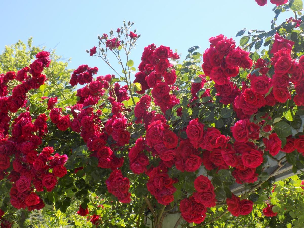 بلاتانياس Des Roses Hotel المظهر الخارجي الصورة