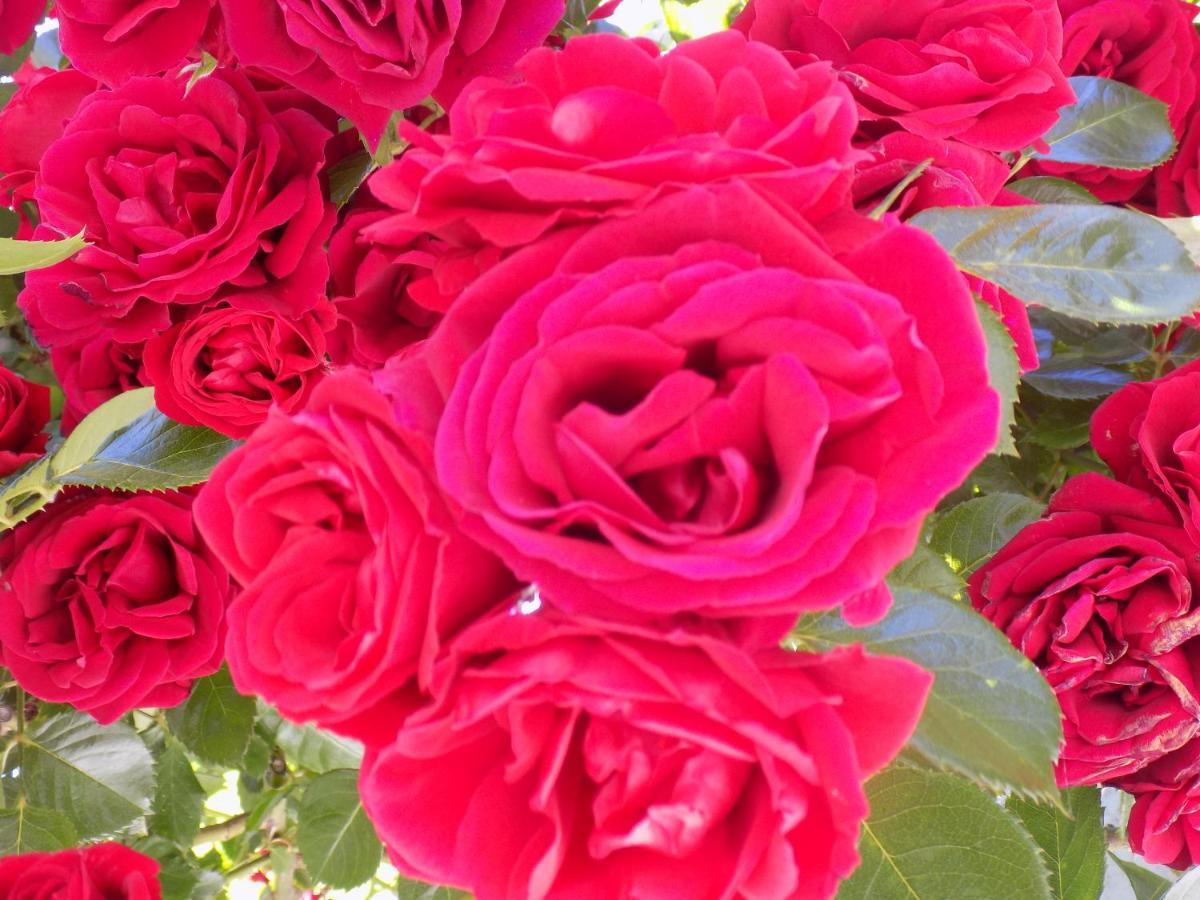 بلاتانياس Des Roses Hotel المظهر الخارجي الصورة